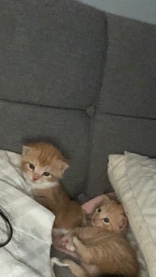 Gorgeous Kittens