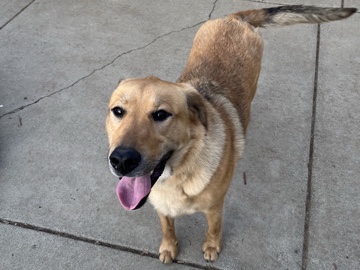 Great Pyrenees – Rehome – Vacaville
