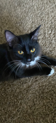 kitten