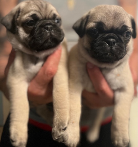 Pug – pug full breed