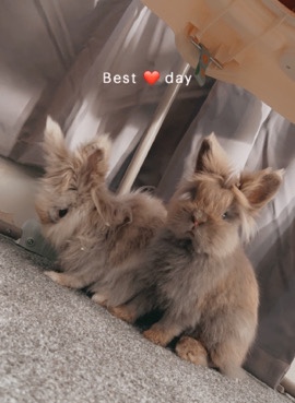 Lionhead – Two male lionhead rabbits