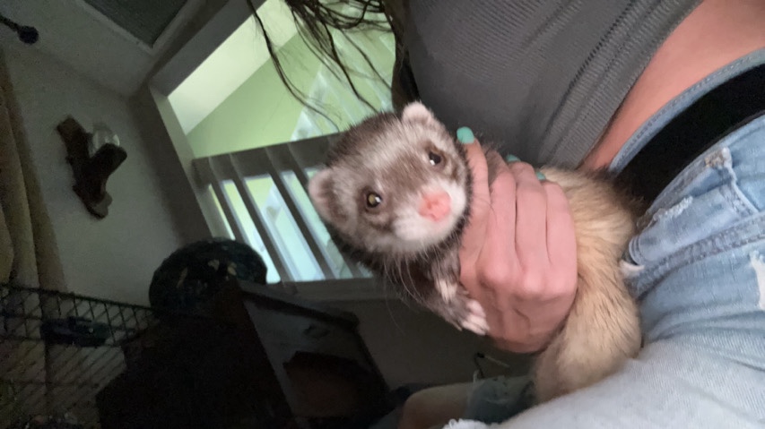 free ferret