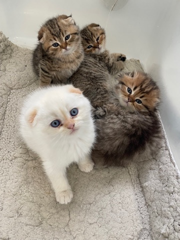Scottish Fold – Scottish Fold Kittens