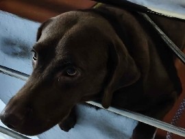 Labrador Husky – Labrador – Chennai