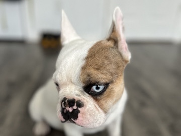 French Bulldog – frenchie – Forest Hill