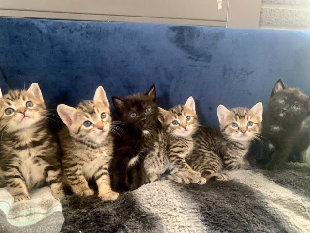 American Shorthair β Sweet tabby polydactyl kittens. β€οΈπ
