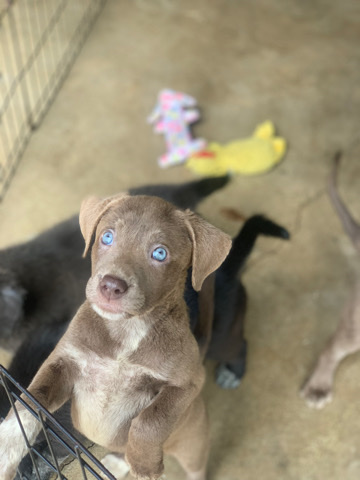 Pointer (dog breed) – pointer puppies need forever home
