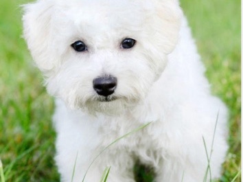 Akbash Dog - Jo available for adoption in Houston