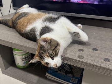 🐱 Gata en adopción / Rehoming – Cariñosa y lista para un nuevo hogar 🏡 – Hialeah