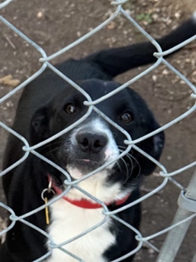Sweet Dog Needs a Loving Home – Austin
