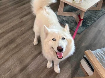 Siberian Husky – White Husky in need of a home