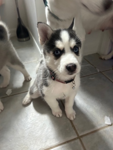 Siberian Husky – puppy needs new home