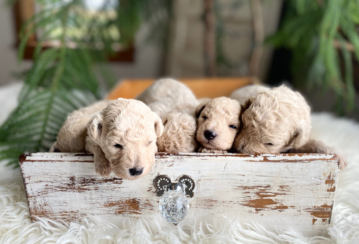 Poodle – Bichpoo puppies available