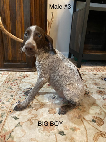 German Shorthaired Pointer – German shorthaired pointer