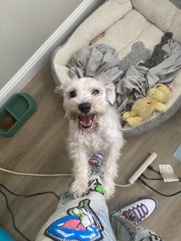Miniature Schnauzer – Rehoming