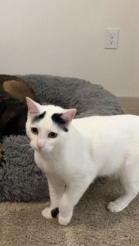 Oreo