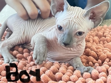 Sphynx kittens