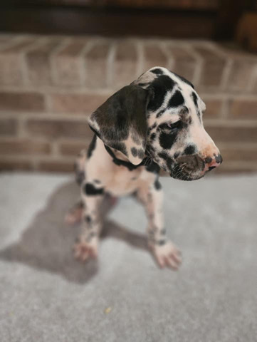 Great Dane – great dane puppies 🐶