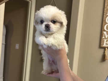 Pekingese Puppies