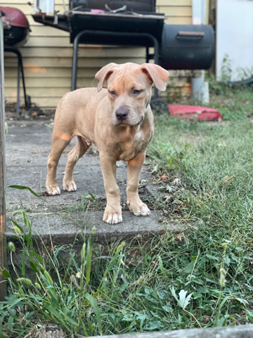 American Staffordshire Terrier – american bully