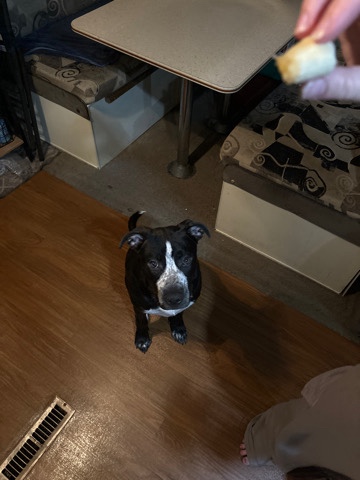 American Pit Bull Terrier – very loving American pit bull
