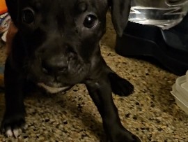 American Pit Bull Terrier – Bull terrier puppies – Seminole