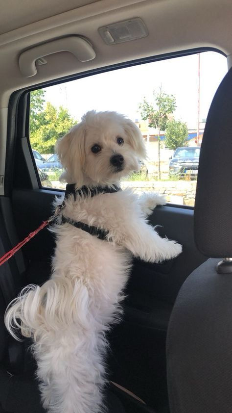 Maltese – $500 $150 deposit serious inquiries only .