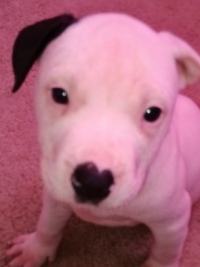 mixed red nose pitbull