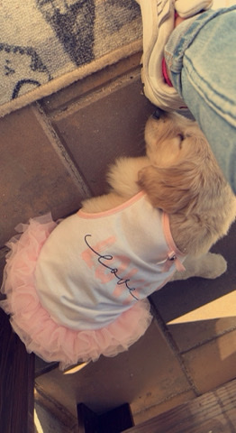 golden retriever puppy