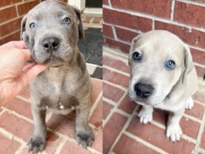 mixed puppies – Katy