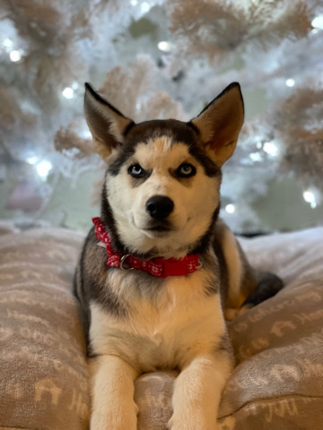 Siberian Husky – Siberian Husky