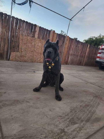 Cane Corso – cane corso puppies