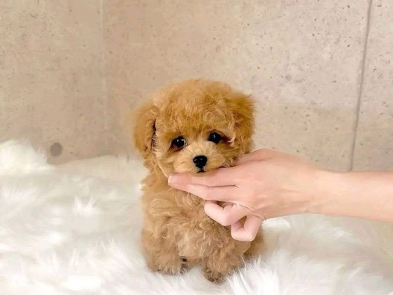 Poodle – Teacup poodle