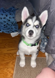 Siberian Husky – husky puppies for sell