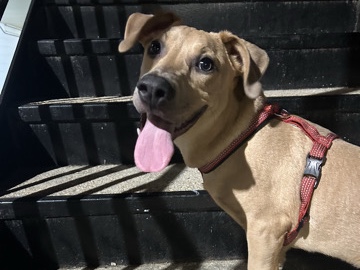 Mixed Breed – Looking To Rehome These Babies – Arabi