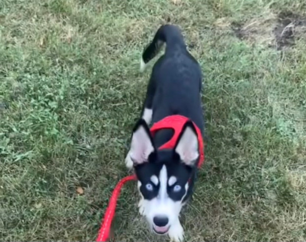 Siberian husky