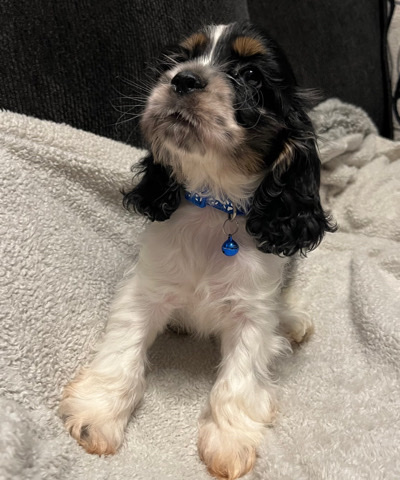 American Cocker Spaniel – American cocker spaniels