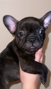 French Bulldog – Loveable Frenchies