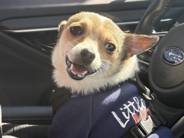 Chihuahua – 6 Year Old Chihuahua – Tacoma