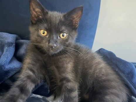 lovely kitten – Newcastle Upon Tyne