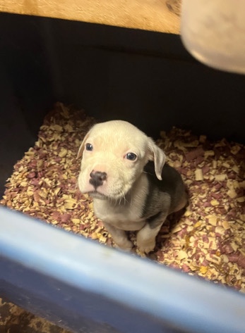 American Pit Bull Terrier – Rehome/sell urgent