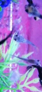 6 Guppy Fry Available
