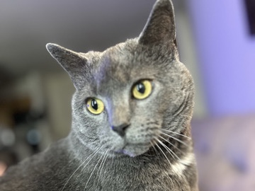 Russian Blue – temporary rehoming while family work towards rehousing – Fairfax