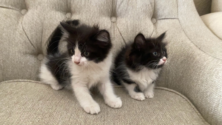 Maine Coon – 4 Siberian Maine **** mixed Kittens
