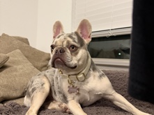 Female Merle French Bulldog