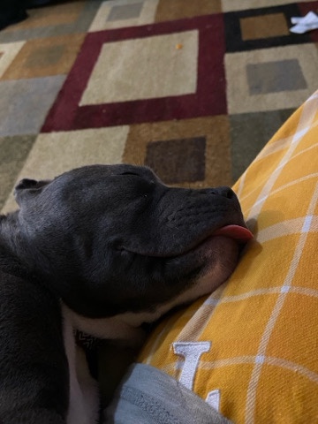 American Pit Bull Terrier – Blue Nose Pit 10 Weeks