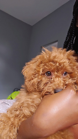 Mini Golden Doodle