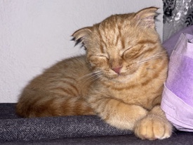 Zuckersüße Katze sucht liebevolles Zuhause