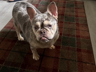 French Bulldog – Tri-Merle Fluffy Frenchie – Fayetteville