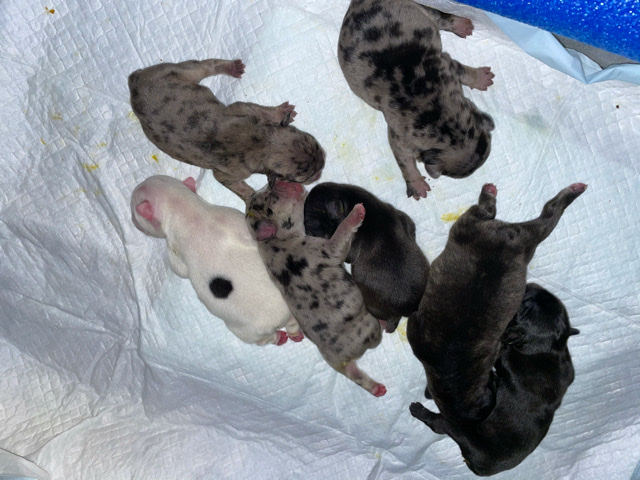French Bulldog – for sale
